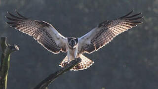 Western Osprey