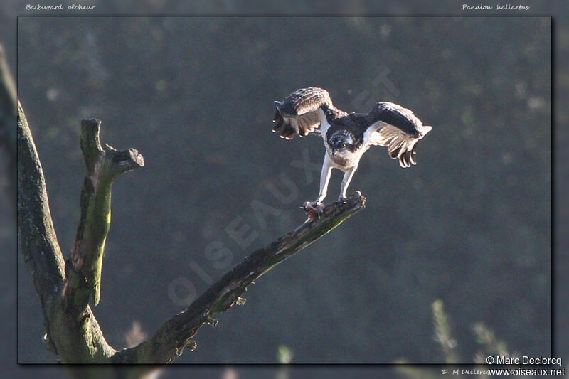 Western Osprey, identification