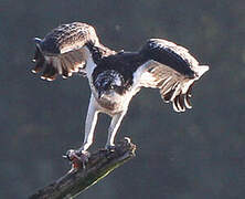 Western Osprey