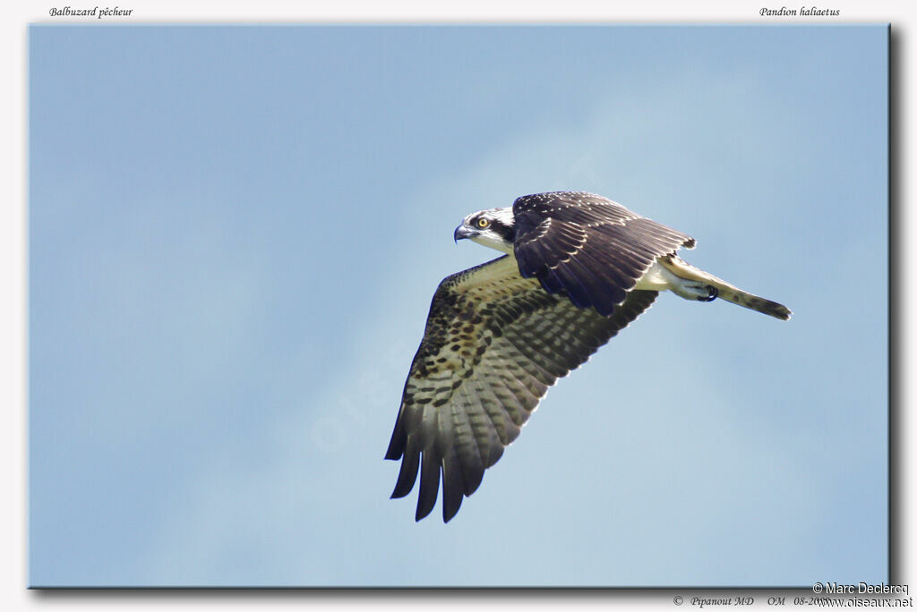 Western Osprey, Flight