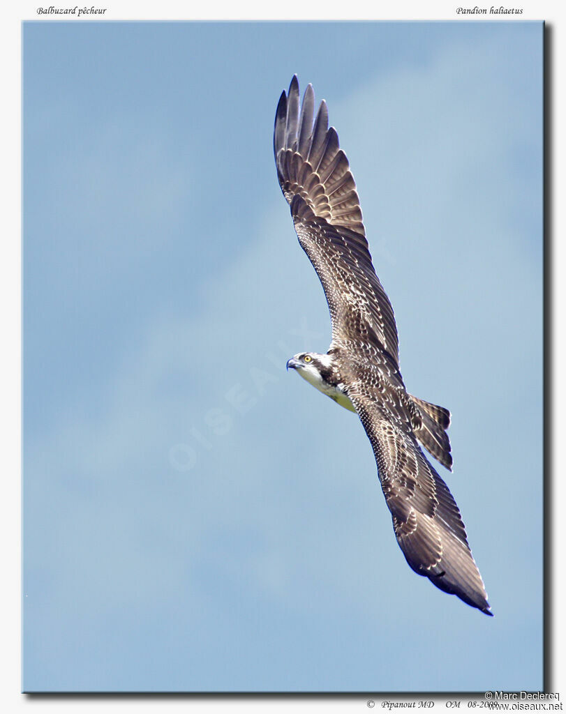 Balbuzard pêcheur, Vol