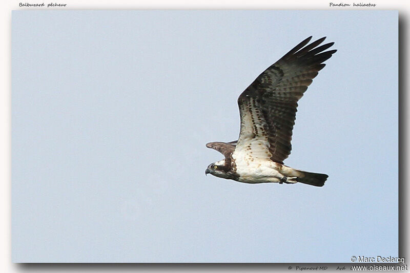 Osprey, Flight