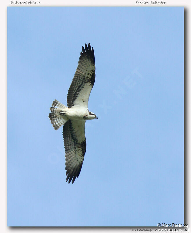 Western Osprey, Flight