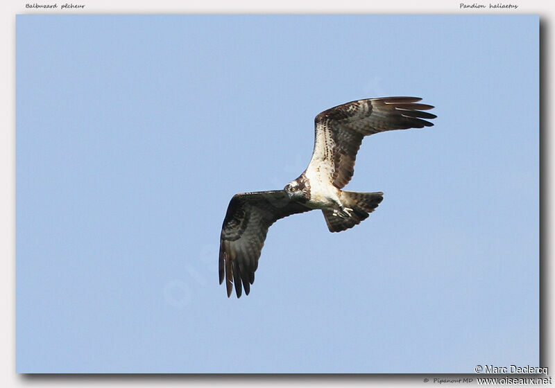 Western Osprey, Flight