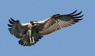 Western Osprey