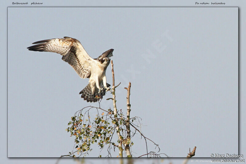 Western Osprey, identification