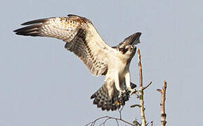 Western Osprey