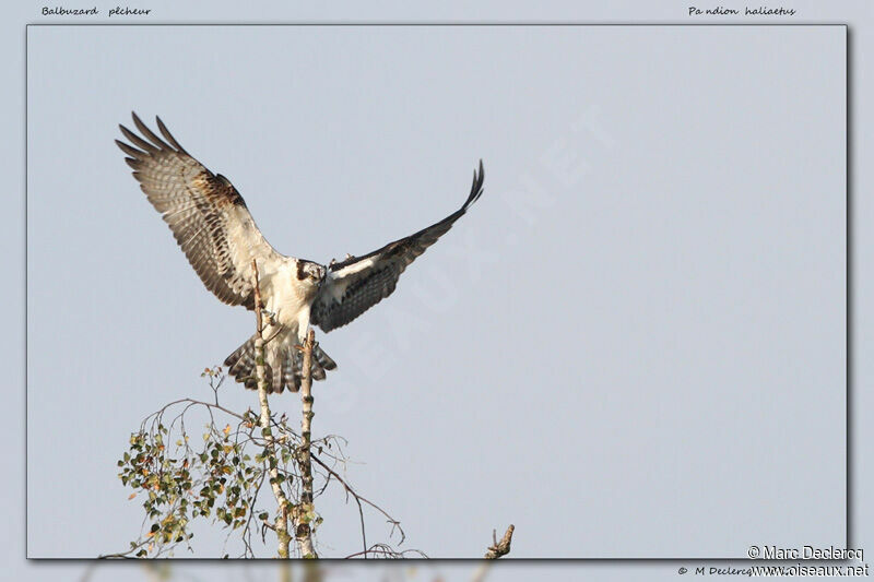 Western Osprey, identification