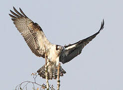 Western Osprey