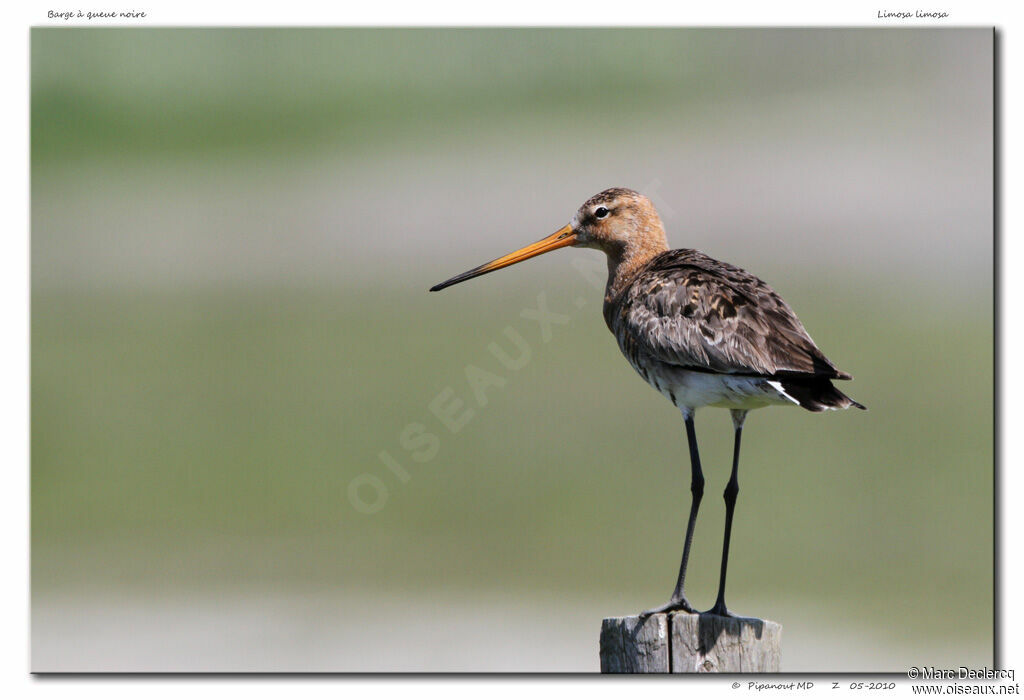 Black-tailed Godwitadult