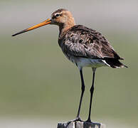 Black-tailed Godwit