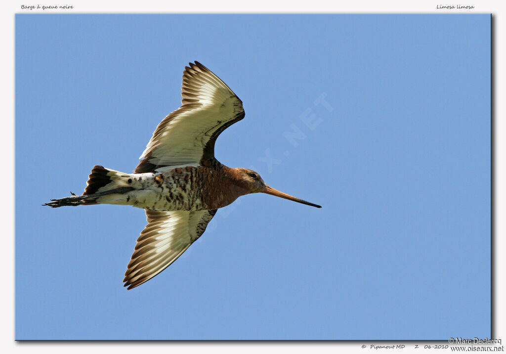 Black-tailed Godwitadult, Flight