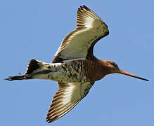 Black-tailed Godwit