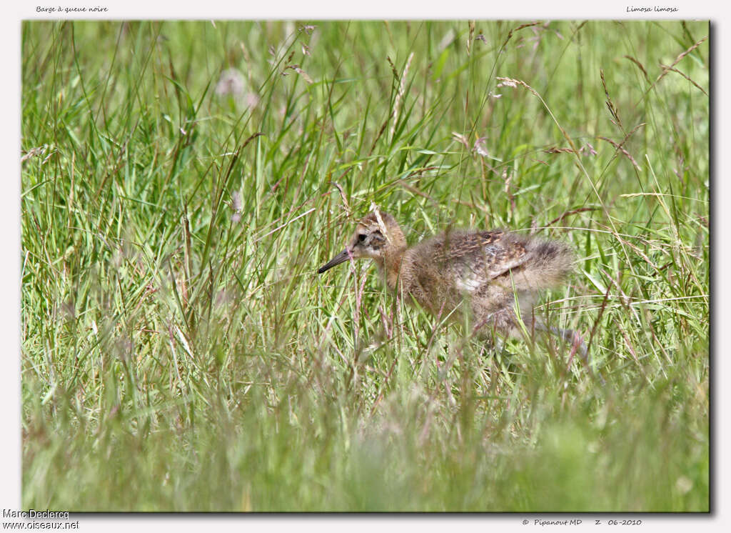 Black-tailed GodwitPoussin, identification