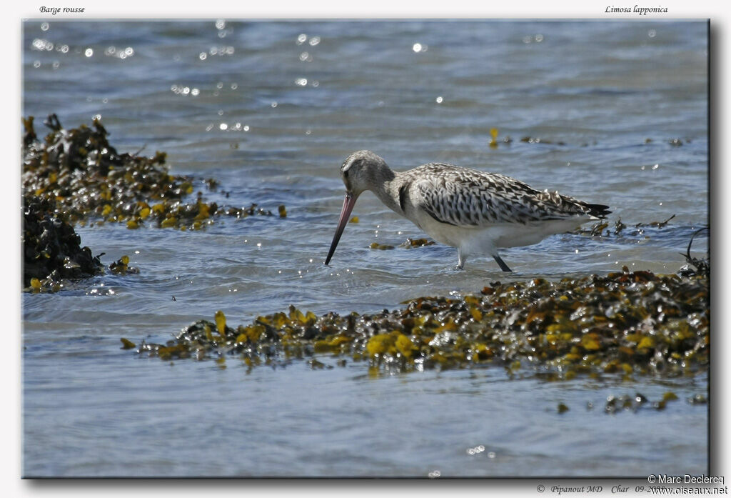 Bar-tailed Godwitadult