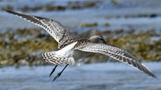 Bar-tailed Godwit