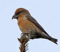 Red Crossbill