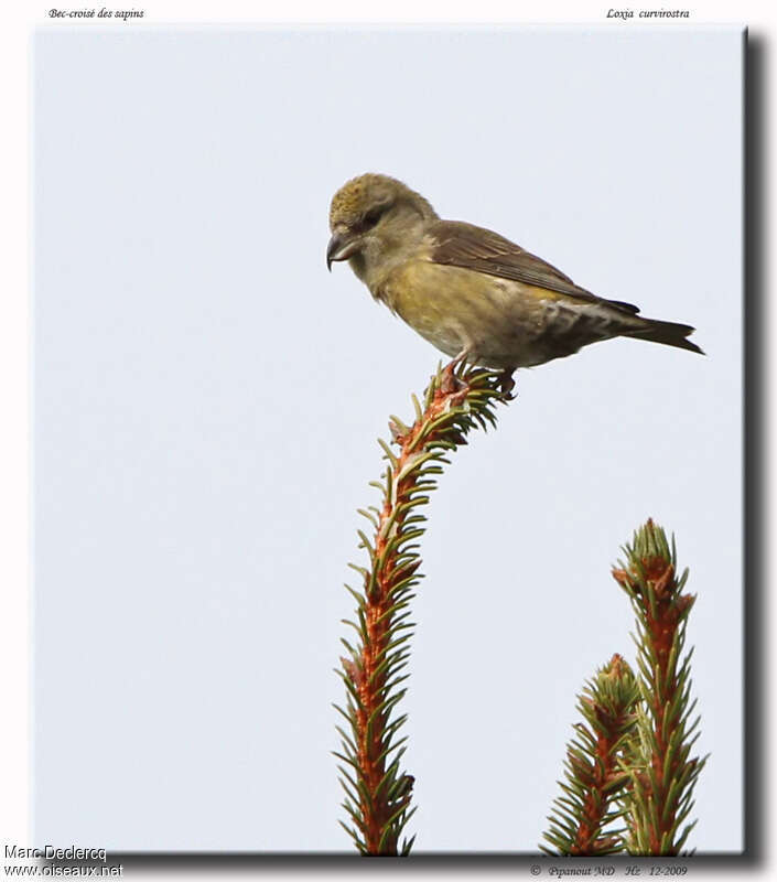 Red Crossbill female adult, identification