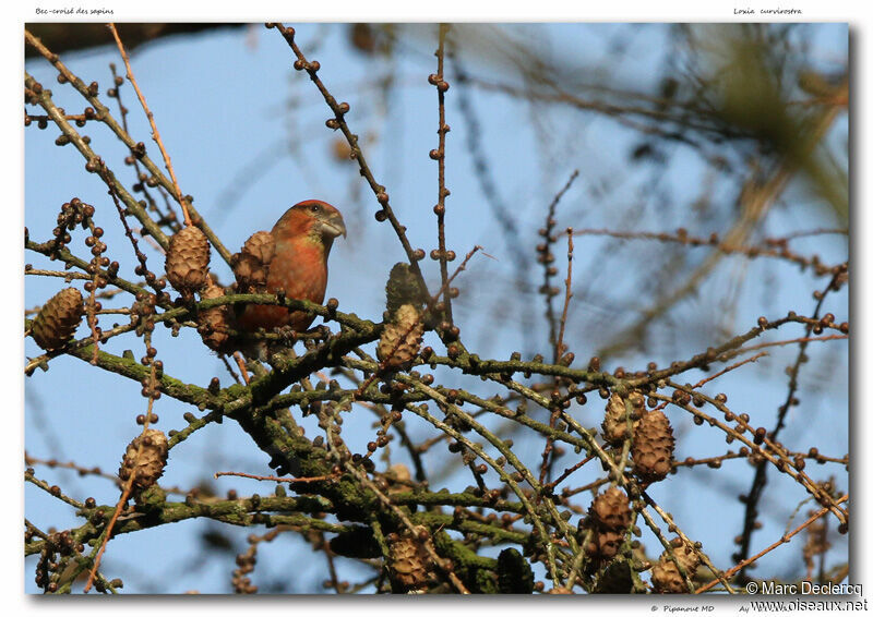 Bec-croisé des sapins, identification