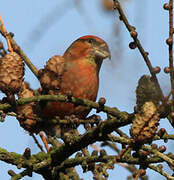 Red Crossbill