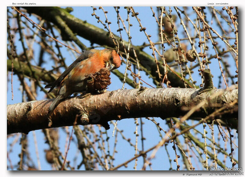 Red Crossbill, identification, feeding habits, Behaviour