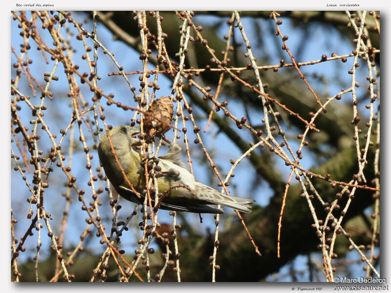 Bec-croisé des sapins, identification, régime, Comportement