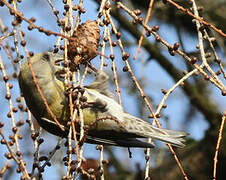 Red Crossbill