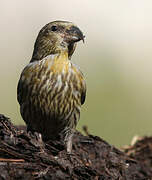 Red Crossbill