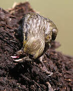 Red Crossbill