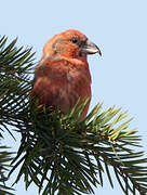 Bec-croisé des sapins