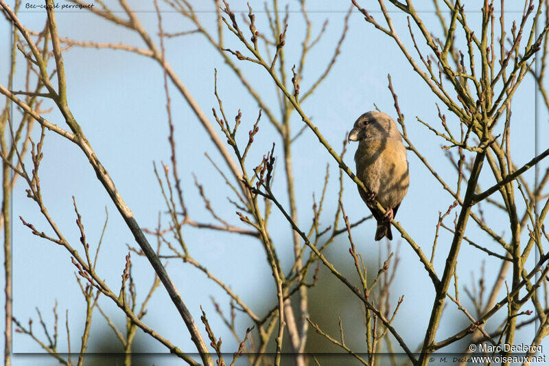 Bec-croisé perroquet, identification