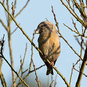 Parrot Crossbill