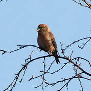 Parrot Crossbill