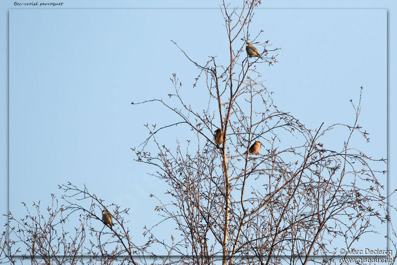 Parrot Crossbill