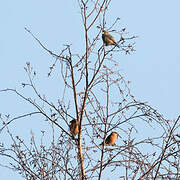 Parrot Crossbill