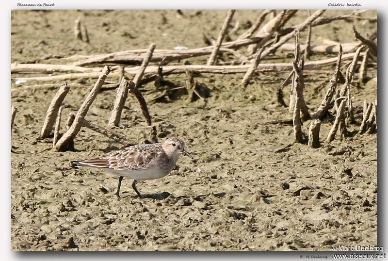 Bécasseau de Baird, identification