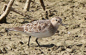 Baird's Sandpiper