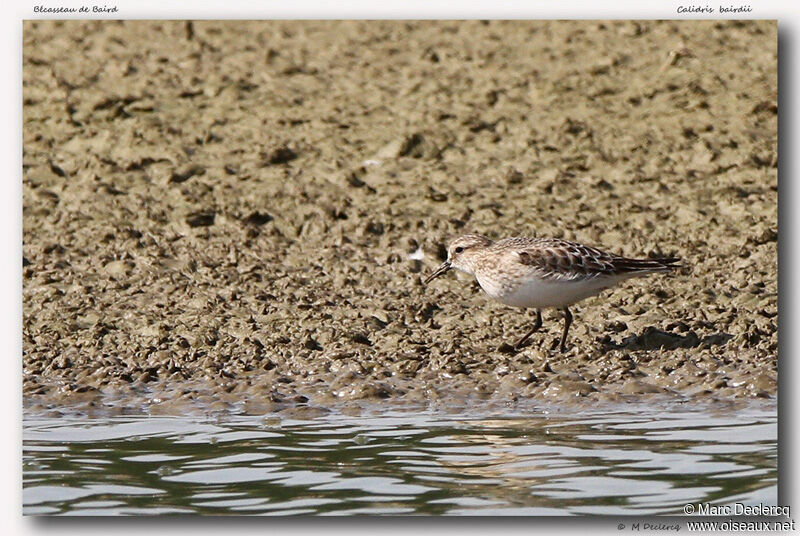 Baird's Sandpiper