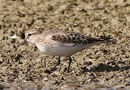 Baird's Sandpiper