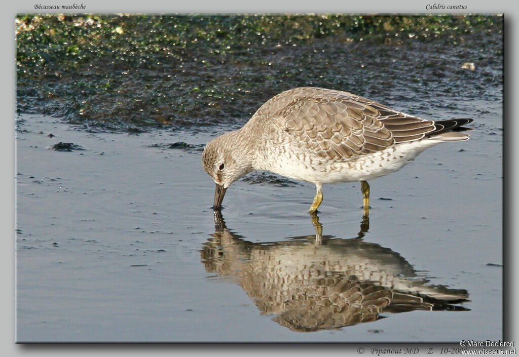 Red Knot