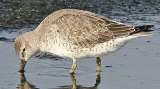 Red Knot