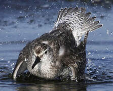 Red Knot