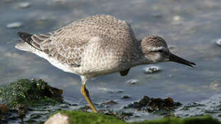 Red Knot