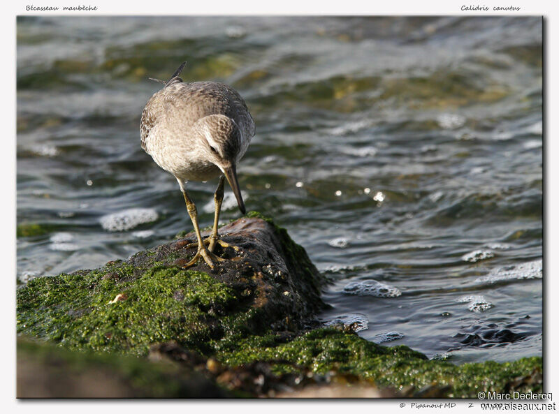 Red Knot