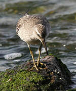 Red Knot