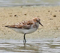 Little Stint