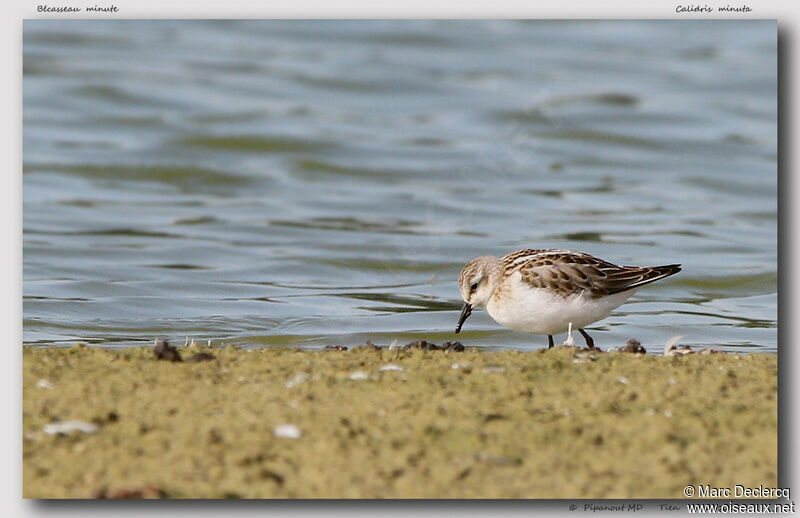 Little Stint, identification