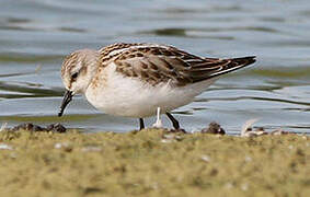 Little Stint