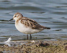 Little Stint