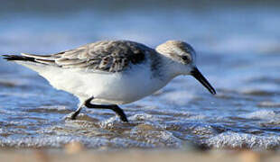 Bécasseau sanderling